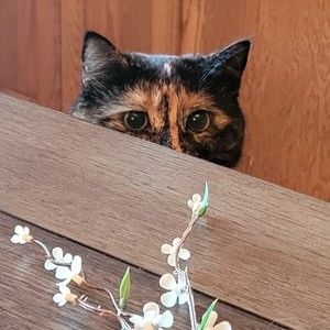 Meet your Posher, Cassandra